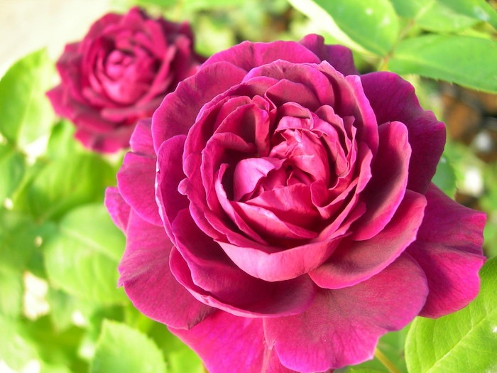 Хġġۥ塼ɥ󥵡  6ȭʡJ-OB20