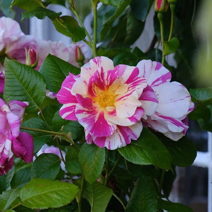 ���ߵ����ġۥХ��� �����󥰥������� ͢���� 7��ȭ�����ʡη����ʼ�ϡ�ER-S��2025�����ʼ�