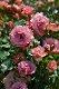 �Х��ġڿ��ġۤ��ޤ��ϲ̡�ۥ��ޥ� ���ġη����ʼ�ϡ�IR-IRO3��