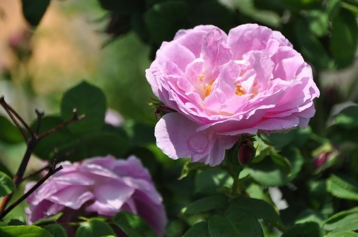 ġۥХ ֥ܥ󥯥  6ȭʡJ-OC20