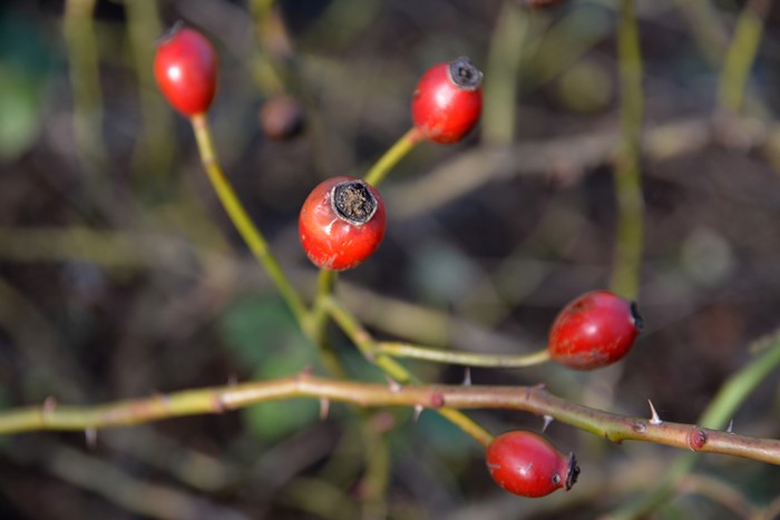 ġۥХ ֥ܥ󥯥  6ȭʡJ-OC20