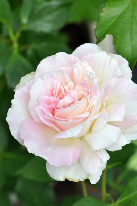 �����ġۥХ��� �ߥ�ե����� ���� 6��ȭ�����ʡη����ʼ�ϡ�Kb-KBO��
