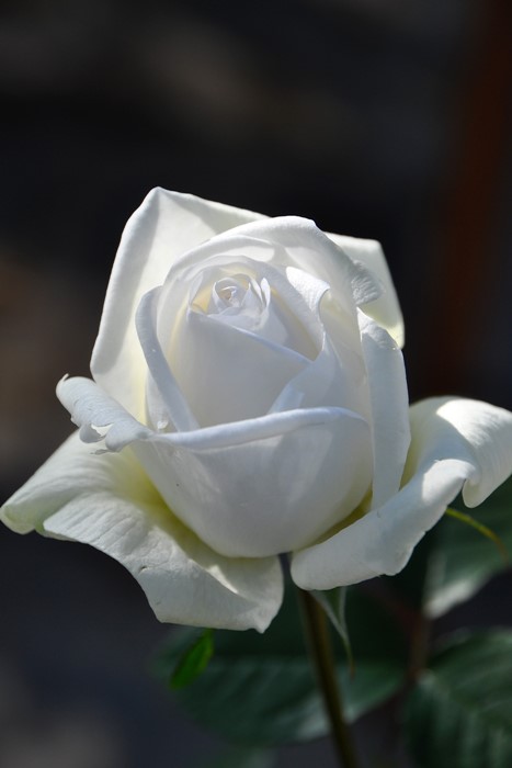 Хġġۥӥ֥ޥꥨ!  6ȭʡӿ建 ϿʼϡIR-IRO3