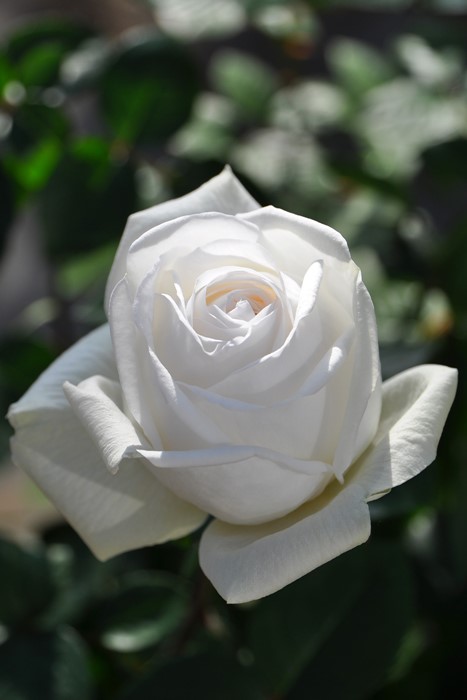 Хġġۥӥ֥ޥꥨ!  6ȭʡӿ建 ϿʼϡIR-IRO3