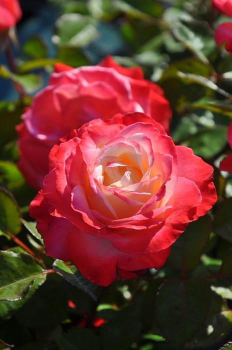 大苗 バラ苗 ノスタルジー Ht複赤 国産苗 6号鉢植え品 Ym B J Mb 0930追加 すべての商品 バラの家 公式本店 ロサオリエンティス バラ苗 専門店