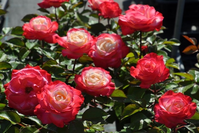 大苗 バラ苗 ノスタルジー Ht複赤 国産苗 6号鉢植え品 Ym B J Mb 0930追加 すべての商品 バラの家 公式本店 ロサオリエンティス バラ苗 専門店