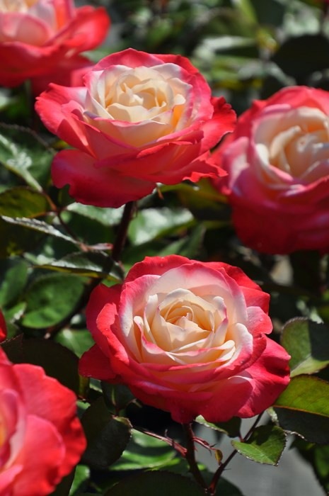 大苗 バラ苗 ノスタルジー Ht複赤 国産苗 6号鉢植え品 Ym B J Mb ブランドで選ぶバラ バラの家 公式本店 ロサオリエンティス