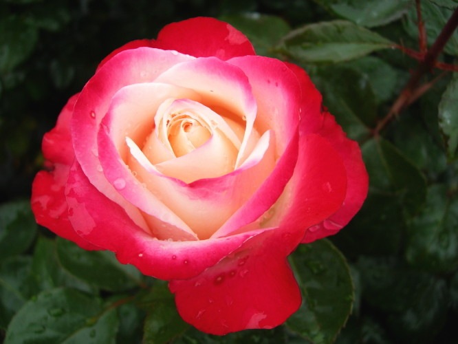 大苗 バラ苗 ノスタルジー Ht複赤 国産苗 6号鉢植え品 Ym B J Mb 系統で選ぶバラ ハイブリッドティー 大苗 バラの家 公式本店 ロサオリエンティス