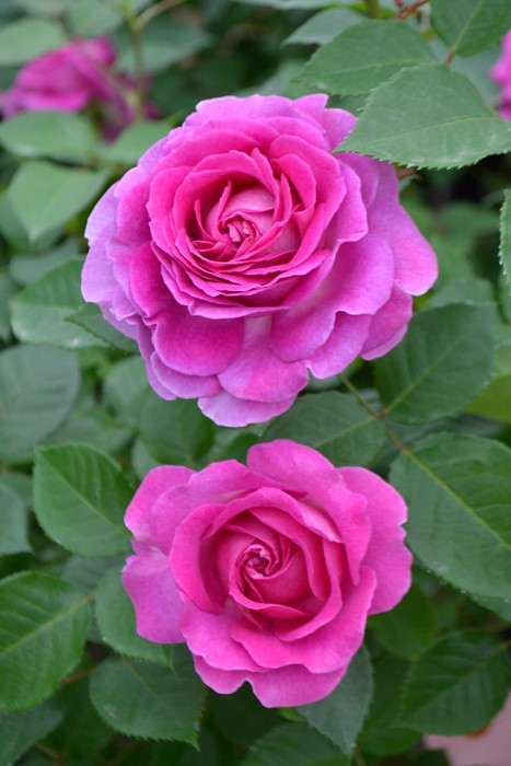 �Х��ġ����ġۥե������ޥꥢ ���� 6��ȭ�����ʡ����ӿ建�� �ʼ���Ͽ�д���ϡ�IR-IRO3��