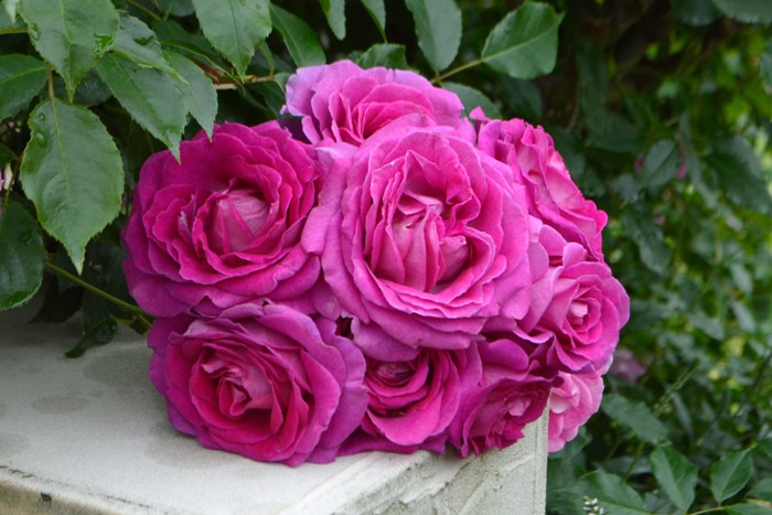 �Х��ġ����ġۥե������ޥꥢ ���� 6��ȭ�����ʡ����ӿ建�� �ʼ���Ͽ�д���ϡ�IR-IRO3��