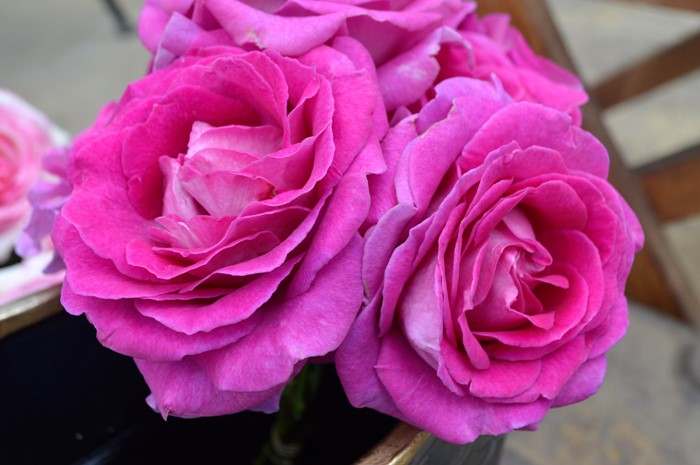 �Х��ġ����ġۥե������ޥꥢ ���� 6��ȭ�����ʡ����ӿ建�� �ʼ���Ͽ�д���ϡ�IR-IRO3��