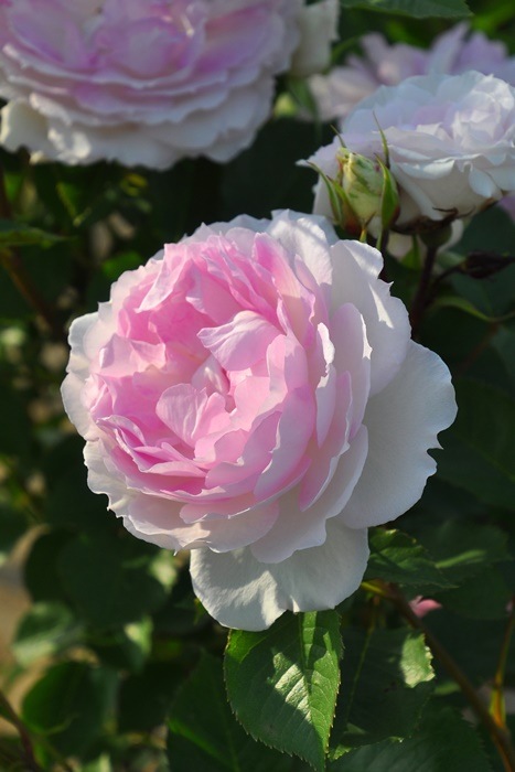 ġۥХ ޡ  6ȭʡӿ建 ʼϿдϡJ-RPա0703ê
