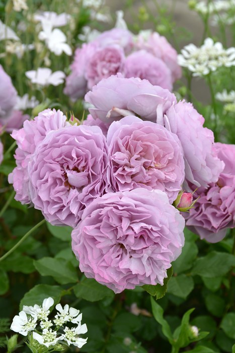 ġۥХ   6ȭʡӿ建 ʼϿдϡKb-RM