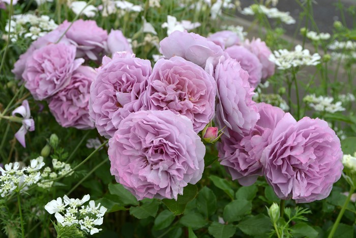 ġۥХ   6ȭʡӿ建 ʼϿдϡKb-RM