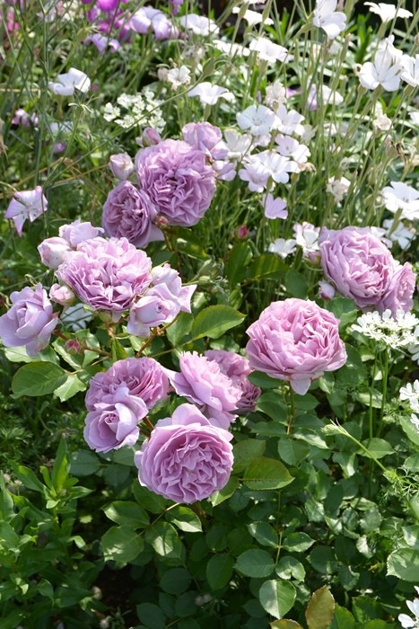 ġۥХ   6ȭʡӿ建 ʼϿдϡKb-RM