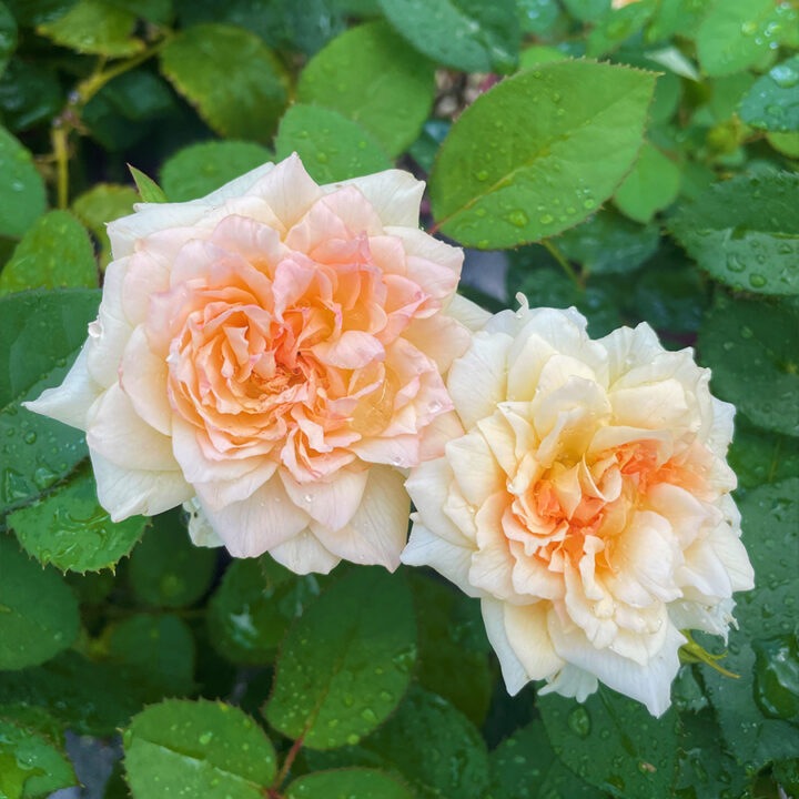 �����ġۥХ��� �ʤʤ�Ť��ڼ����� ���� 6��ȭ�����ʡη����ʼ�ϡ�OS-OS2��2023�տ��ʼ�