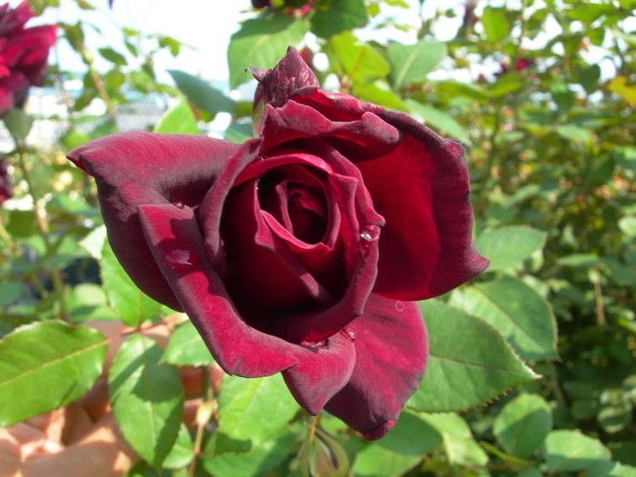 ġۥХ ۥ  6ȭʡJ-HT20