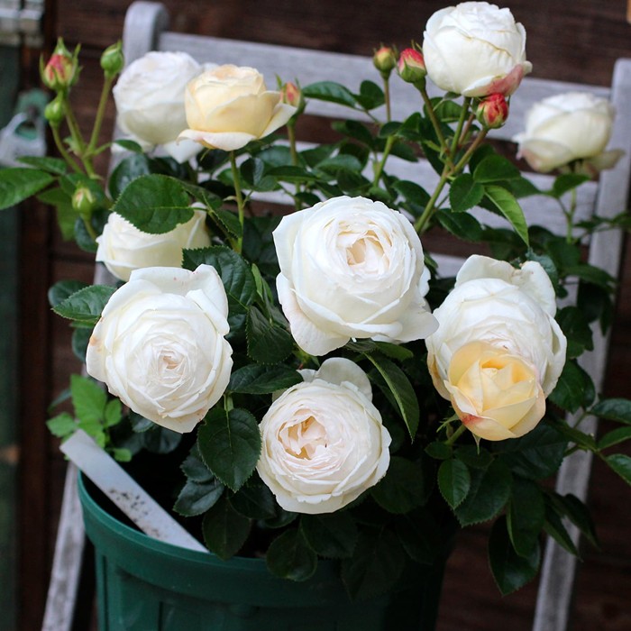 ���ߵ����ġۥХ��� �ޥɥ졼�̥ե����� ���� 6��ȭ�����ʡη����ʼ�ϡ�OM-GU��2025�����ʼ�