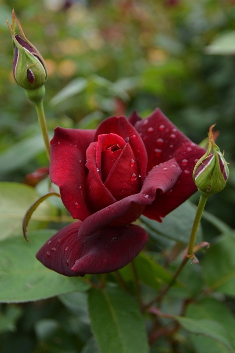 ġۥХ ۥ  6ȭʡJ-HT20