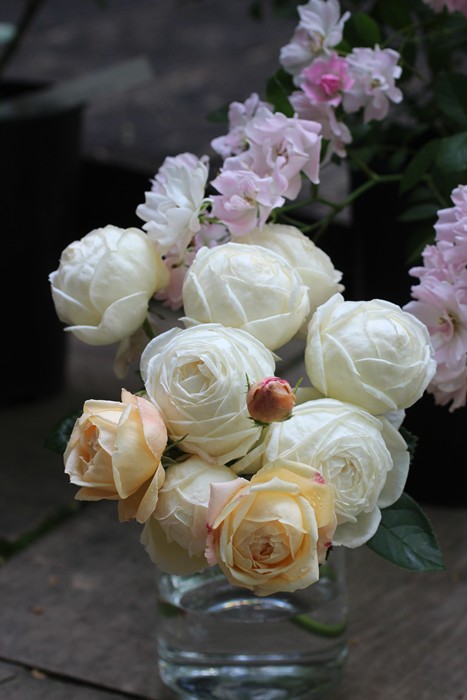 ���ߵ����ġۥХ��� �ޥɥ졼�̥ե����� ���� 6��ȭ�����ʡη����ʼ�ϡ�OM-GU��2025�����ʼ�