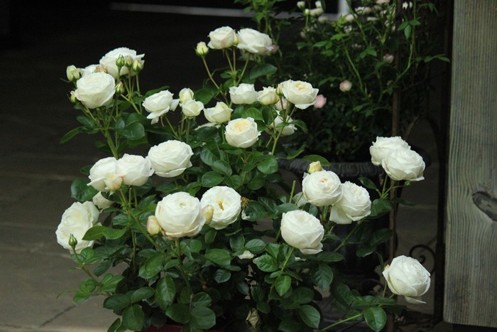 ���ߵ����ġۥХ��� �ޥɥ졼�̥ե����� ���� 6��ȭ�����ʡη����ʼ�ϡ�OM-GU��2025�����ʼ�