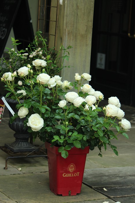 ���ߵ����ġۥХ��� �ޥɥ졼�̥ե����� ���� 6��ȭ�����ʡη����ʼ�ϡ�OM-GU��2025�����ʼ�