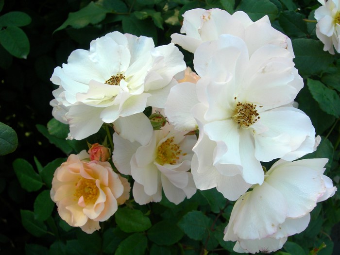 �����ġۥХ��� �ڥͥ��ڡڥڥͥ����ס� ���� 6��ȭ�����ʡ�J-OC20��