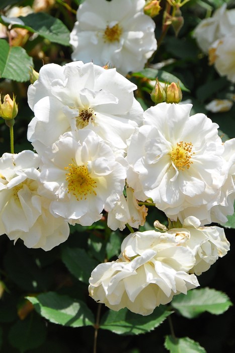 �����ġۥХ��� �ڥͥ��ڡڥڥͥ����ס� ���� 6��ȭ�����ʡ�J-OC20��