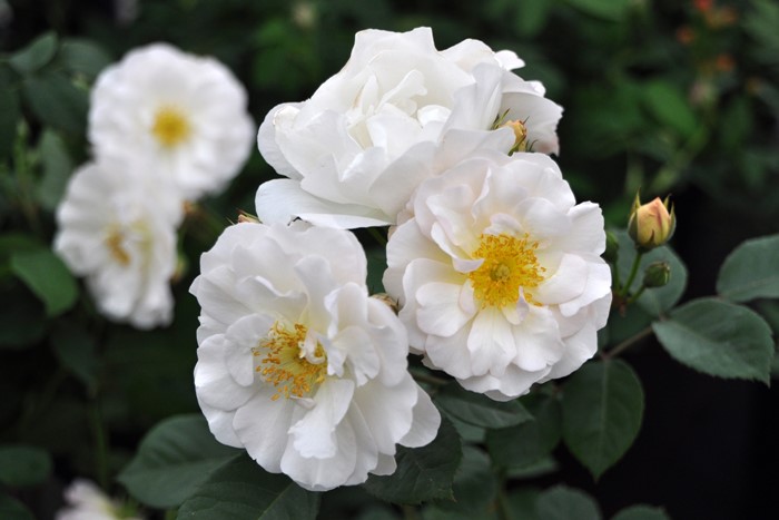 �����ġۥХ��� �ڥͥ��ڡڥڥͥ����ס� ���� 6��ȭ�����ʡ�J-OC20��