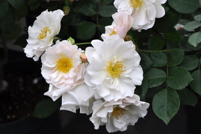 �����ġۥХ��� �ڥͥ��ڡڥڥͥ����ס� ���� 6��ȭ�����ʡ�J-OC20��