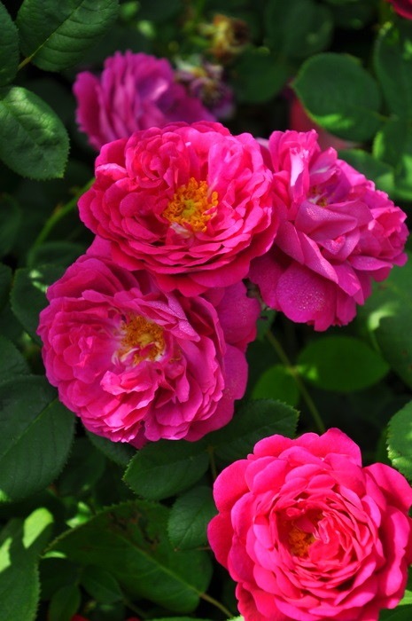 �Х��ġ����ġۥ��ץ����ܡ��� ���� 6��ȭ�����ʡ�J-OC20��