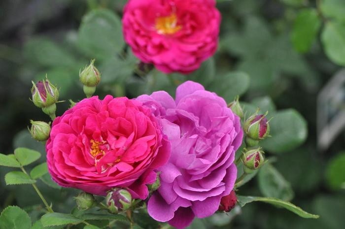 �Х��ġ����ġۥ��ץ����ܡ��� ���� 6��ȭ�����ʡ�J-OC20��