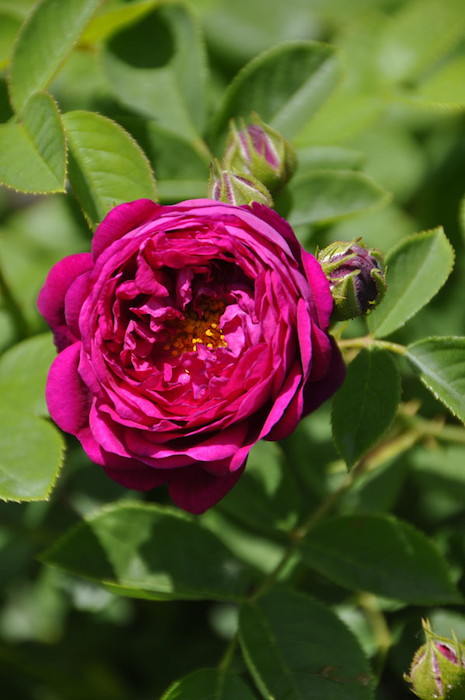 �Х��ġ����ġۥ��ץ����ܡ��� ���� 6��ȭ�����ʡ�J-OC20��