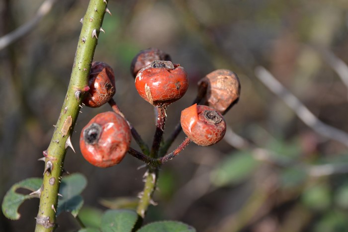 �Х��ġ����ġۥ��ץ����ܡ��� ���� 6��ȭ�����ʡ�J-OC20��