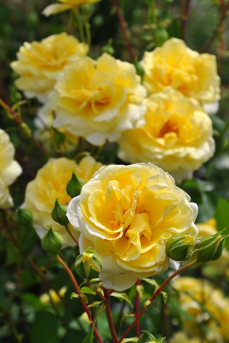 ġۥХ ꥹ  6ȭʡηʼϡJ-RO