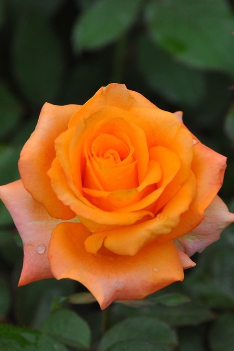 �����ġۥХ��� �ѥ쥪 ���� 6��ȭ�����ʡ�J-HT25��