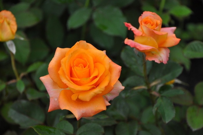 �����ġۥХ��� �ѥ쥪 ���� 6��ȭ�����ʡ�J-HT25��