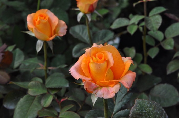 �����ġۥХ��� �ѥ쥪 ���� 6��ȭ�����ʡ�J-HT25��