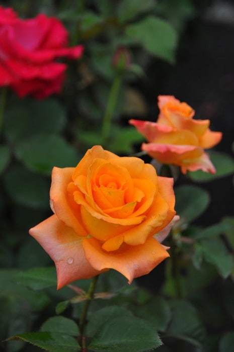 �����ġۥХ��� �ѥ쥪 ���� 6��ȭ�����ʡ�J-HT25��