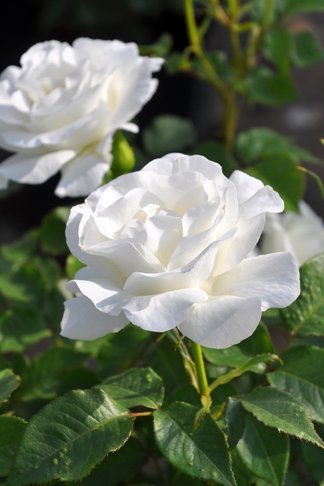 ġۥХ 饷  6ȭʡӿ建 ʼϿдϡJ-RP