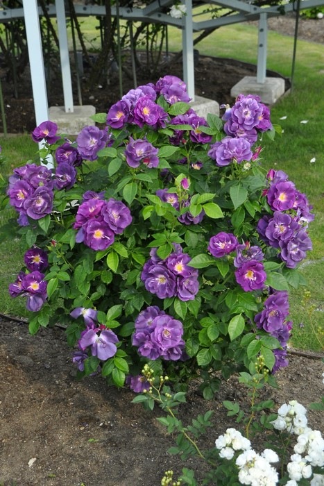 予約大苗 バラ苗 ラプソディインブルー Sh紫 国産苗 6号鉢植え品 農林水産省 登録品種 Om Zek 3月上旬までのお届け ブランドで選ぶバラ ワーナー 大苗 バラの家 公式本店 ロサオリエンティス