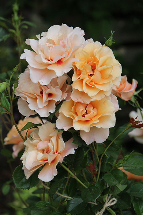 ���ߵ����ġۥХ��� �⡼�˥󥰥饤�� ���� 6��ȭ�����ʡη����ʼ�ϡ�OM-ZEK��2025�����ʼ�