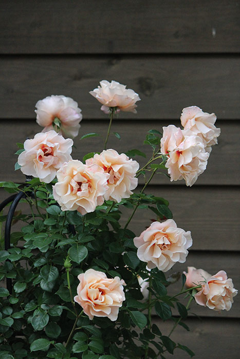 ���ߵ����ġۥХ��� �⡼�˥󥰥饤�� ���� 6��ȭ�����ʡη����ʼ�ϡ�OM-ZEK��2025�����ʼ�