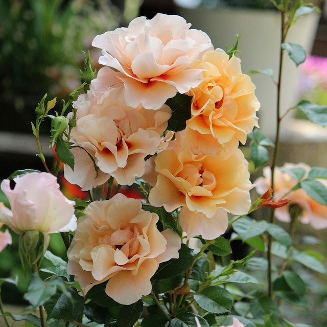 ���ߵ����ġۥХ��� �⡼�˥󥰥饤�� ���� 6��ȭ�����ʡη����ʼ�ϡ�OM-ZEK��2025�����ʼ�