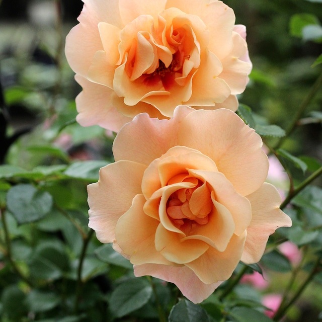 ���ߵ����ġۥХ��� �⡼�˥󥰥饤�� ���� 6��ȭ�����ʡη����ʼ�ϡ�OM-ZEK��2025�����ʼ�