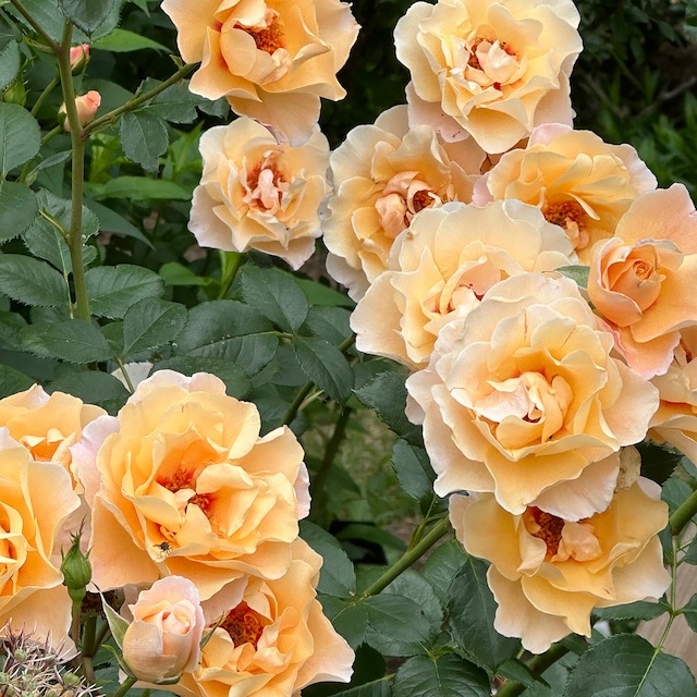 ���ߵ����ġۥХ��� �⡼�˥󥰥饤�� ���� 6��ȭ�����ʡη����ʼ�ϡ�OM-ZEK��2025�����ʼ�