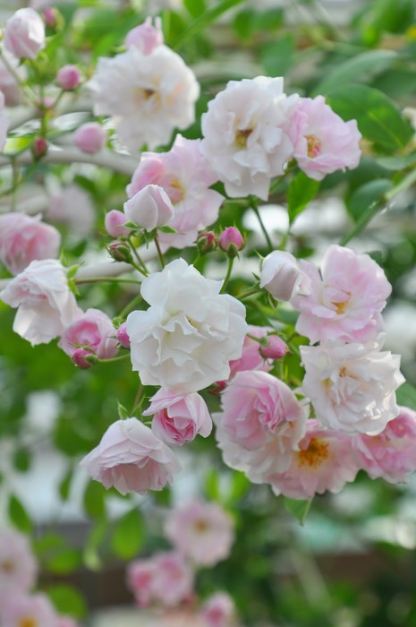 ġۥХ ʤ֤ۥʥ֥  6ȭʡηʼϡJB-YR