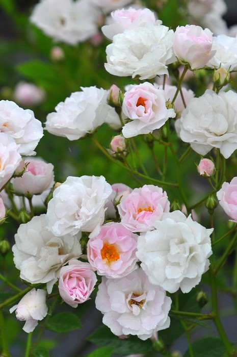 ġۥХ ʤ֤ۥʥ֥  6ȭʡηʼϡJB-YR