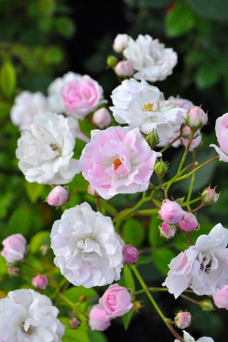 ġۥХ ʤ֤ۥʥ֥  6ȭʡηʼϡJB-YR