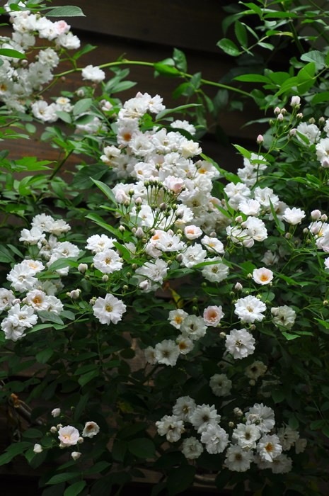 ġۥХ ʤ֤ۥʥ֥  6ȭʡηʼϡJB-YR